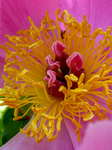 Pflanze, Garten, Park, Blume, Blüte