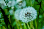 Pflanze, Garten, Park, Blume, Blüte