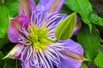 Pflanze, Garten, Park, Blume, Blüte