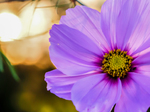 Pflanze, Garten, Park, Blume, Blüte