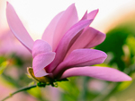 Pflanze, Garten, Park, Blume, Blüte
