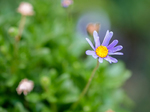 Pflanze, Garten, Park, Blume, Blüte