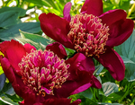 Pflanze, Garten, Park, Blume, Blüte
