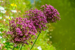 Pflanze, Garten, Park, Blume, Blüte