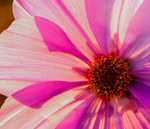 Pflanze, Garten, Park, Blume, Blüte