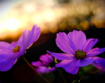 Pflanze, Garten, Park, Blume, Blüte