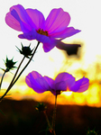 Pflanze, Garten, Park, Blume, Blüte