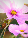Pflanze, Garten, Park, Blume, Blüte