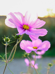 Pflanze, Garten, Park, Blume, Blüte